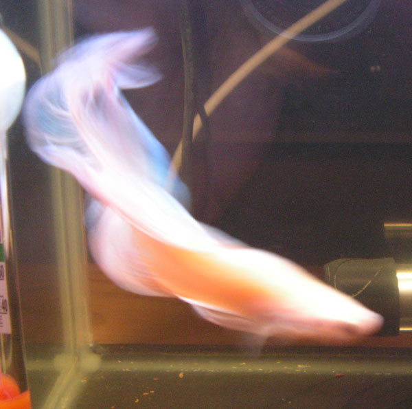 ghostfish.jpg